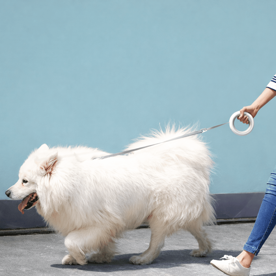 UFOGlow™ Okos Kutyapóráz - Habos Mancs